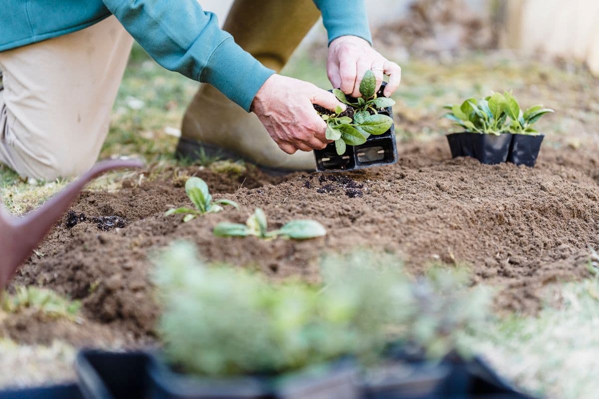 Gloved hands setting perennial plugs into freshly prepared soil