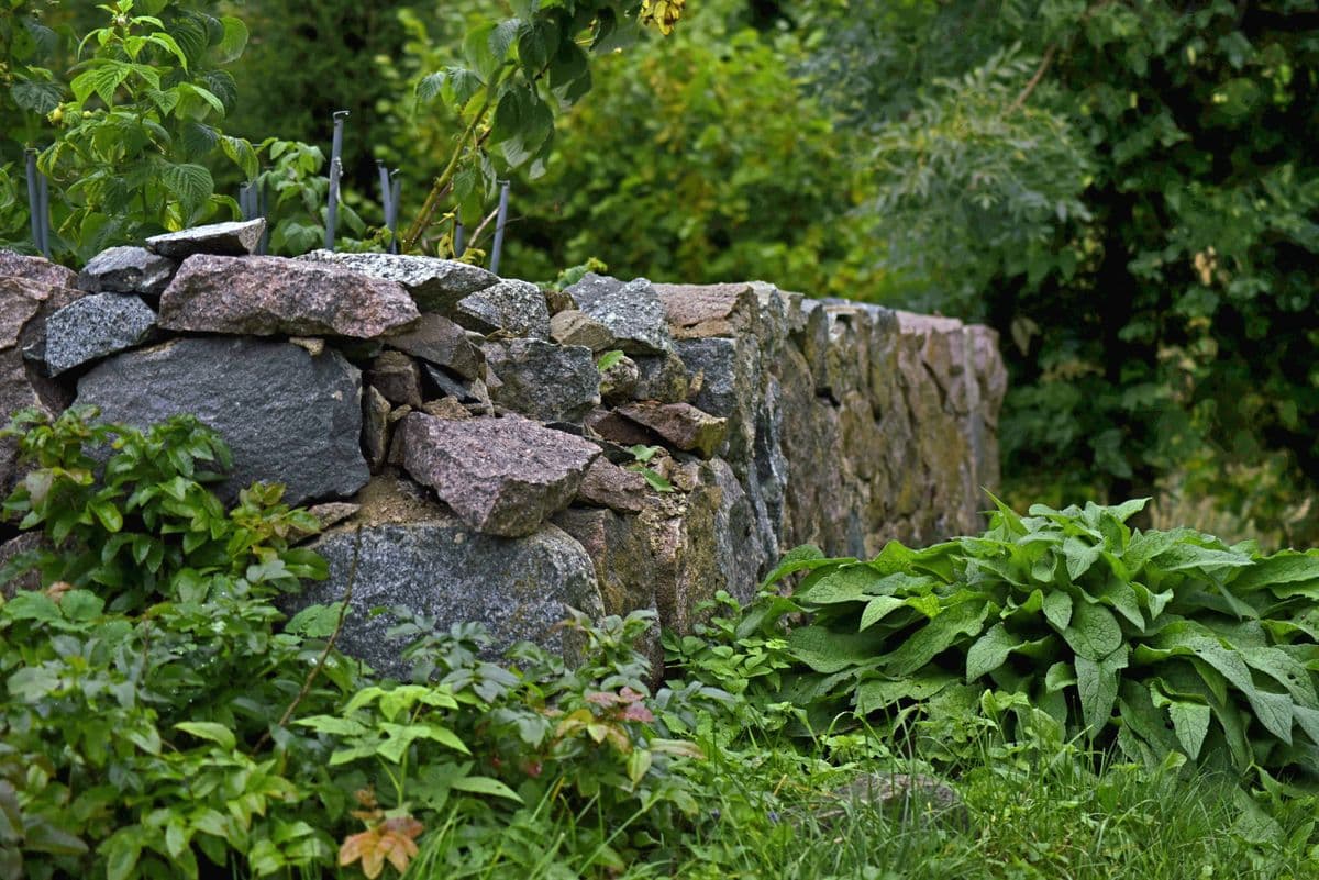 A dry-laid granite fieldstone wall edged with hostas and woodland plants