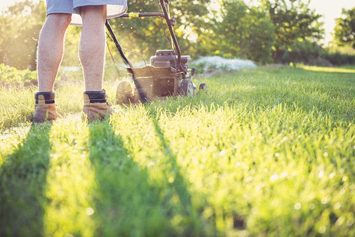 A push mower cutting a lawn in low evening sun