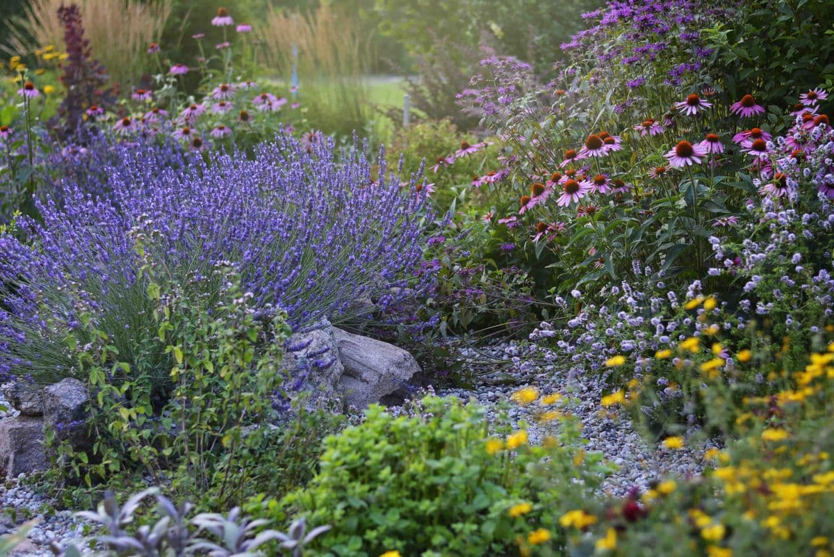 A summer border of lavender, coneflowers and catmint spilling over a gravel path