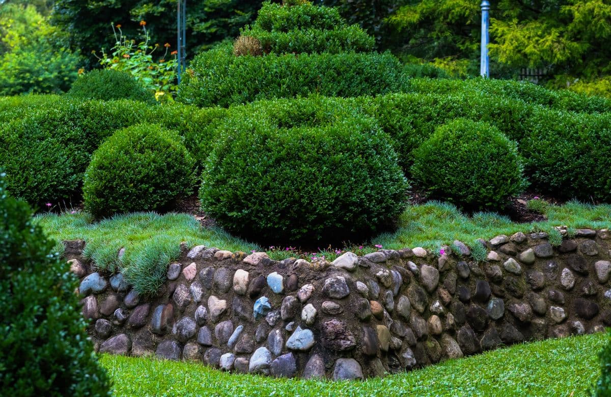 A low retaining wall of round fieldstone holding up a bed of clipped boxwood mounds