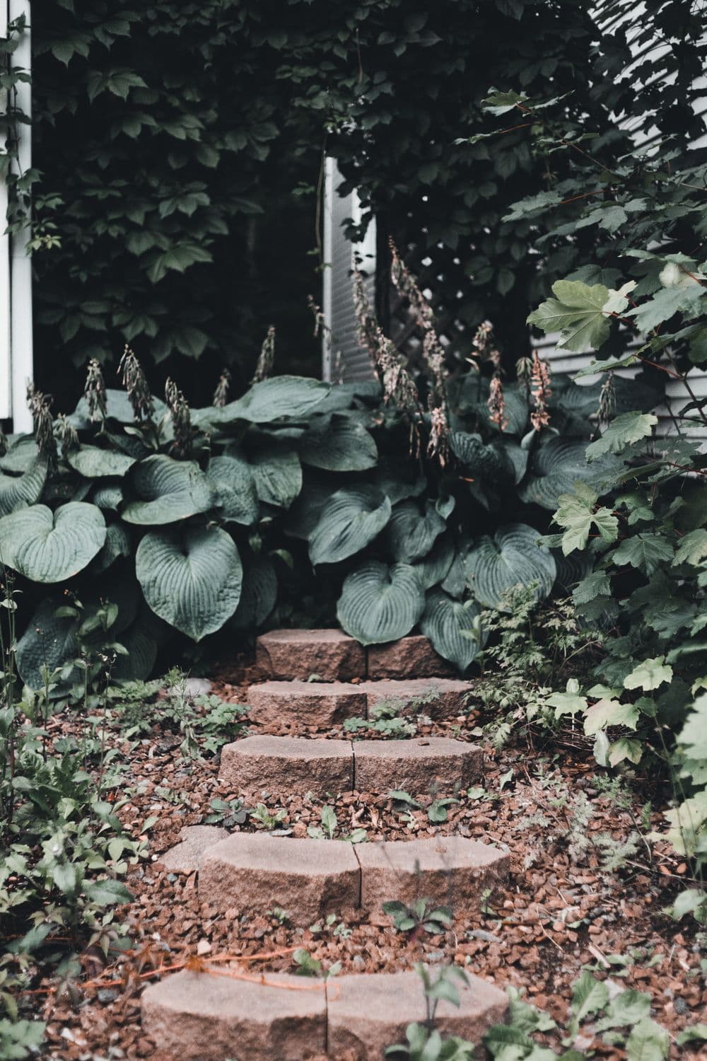 Split granite steps rising through a bed of blue hostas beside a clapboard house