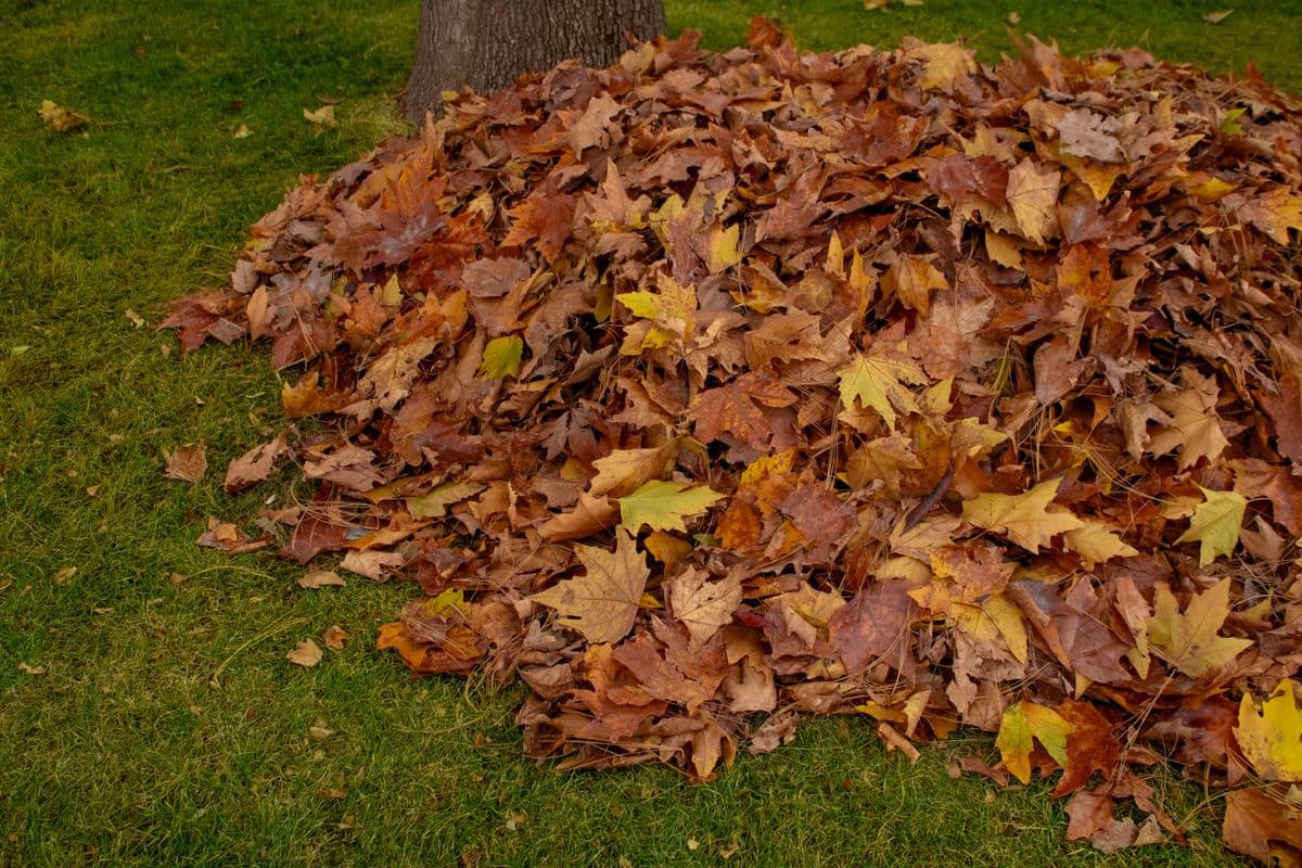 A raked pile of fallen maple leaves at the foot of a tree on a green lawn