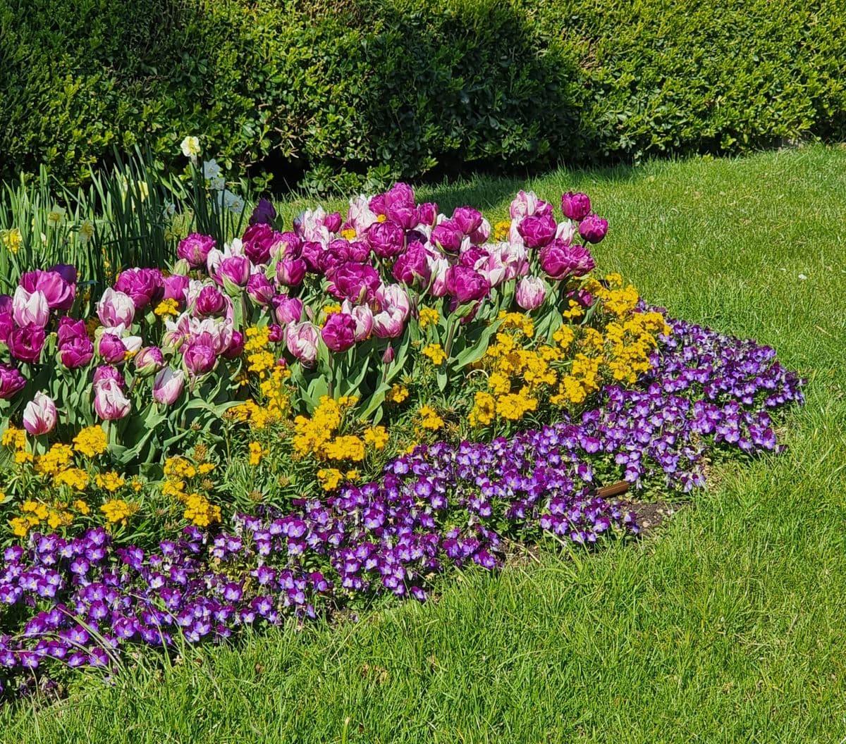 A freshly edged spring bed of tulips, wallflowers and violas against a clipped hedge