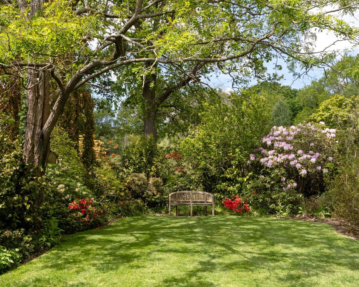 A mown lawn under old shade trees, with rhododendrons and azaleas around a teak bench