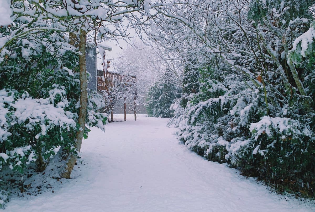 A snow-covered garden path between evergreen shrubs